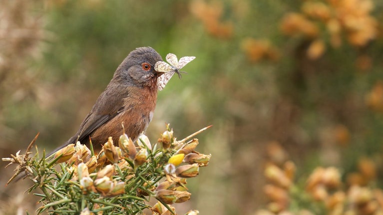Dartford warbler perched on the top of a gorse shrub with a moth in its mouth